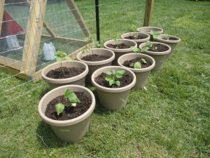 Tomato, peppers, eggplant, squash