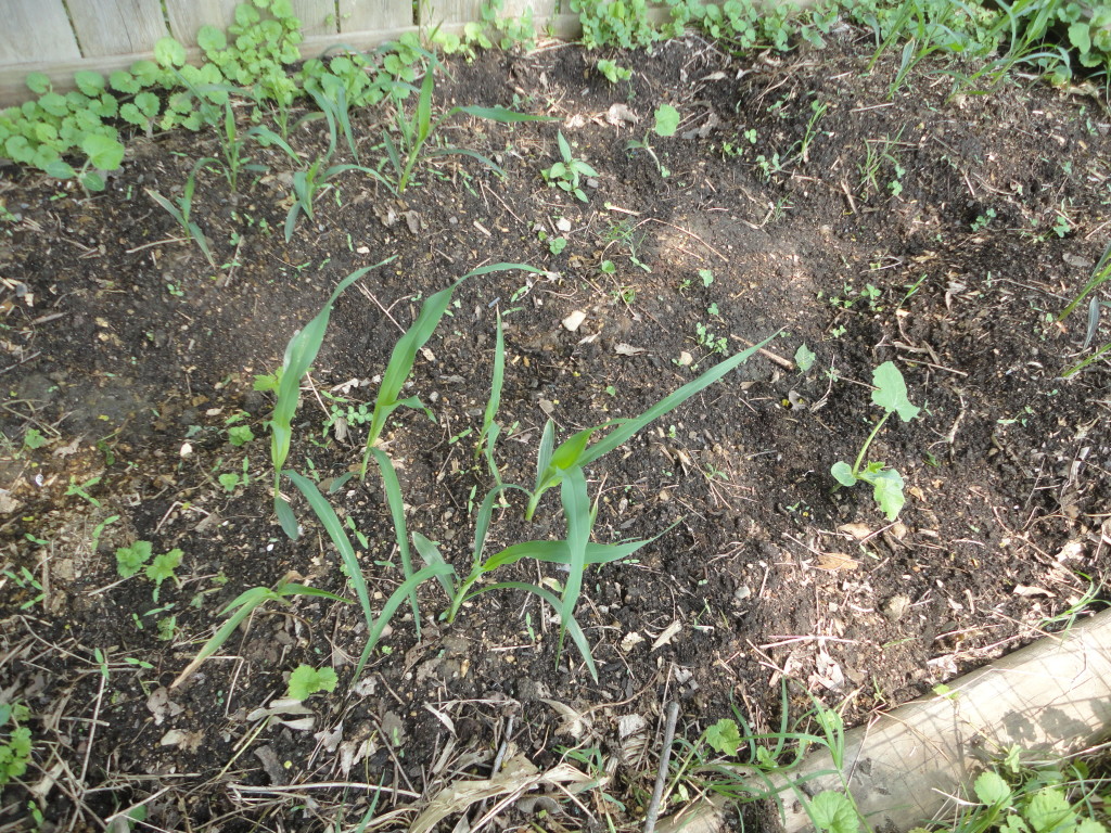 Corn and Squash