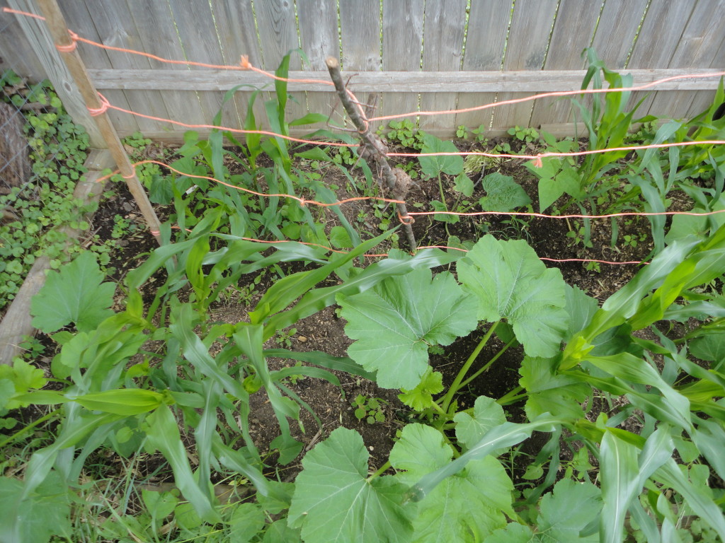 Corn, beans, and squash