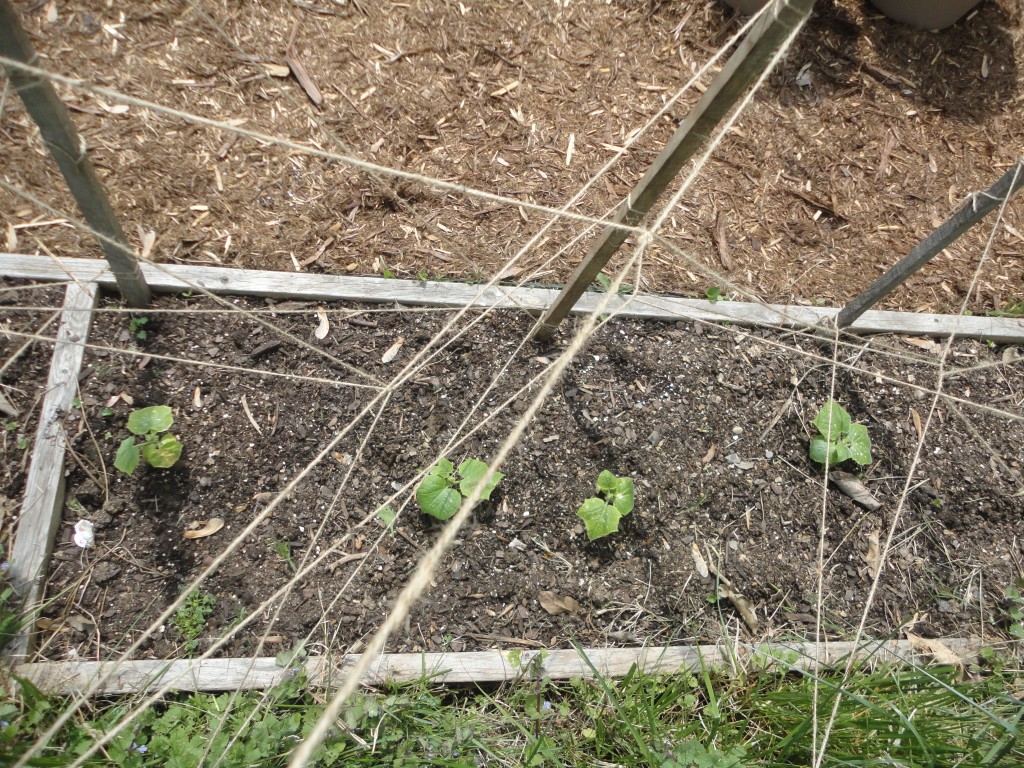 Cucumbers