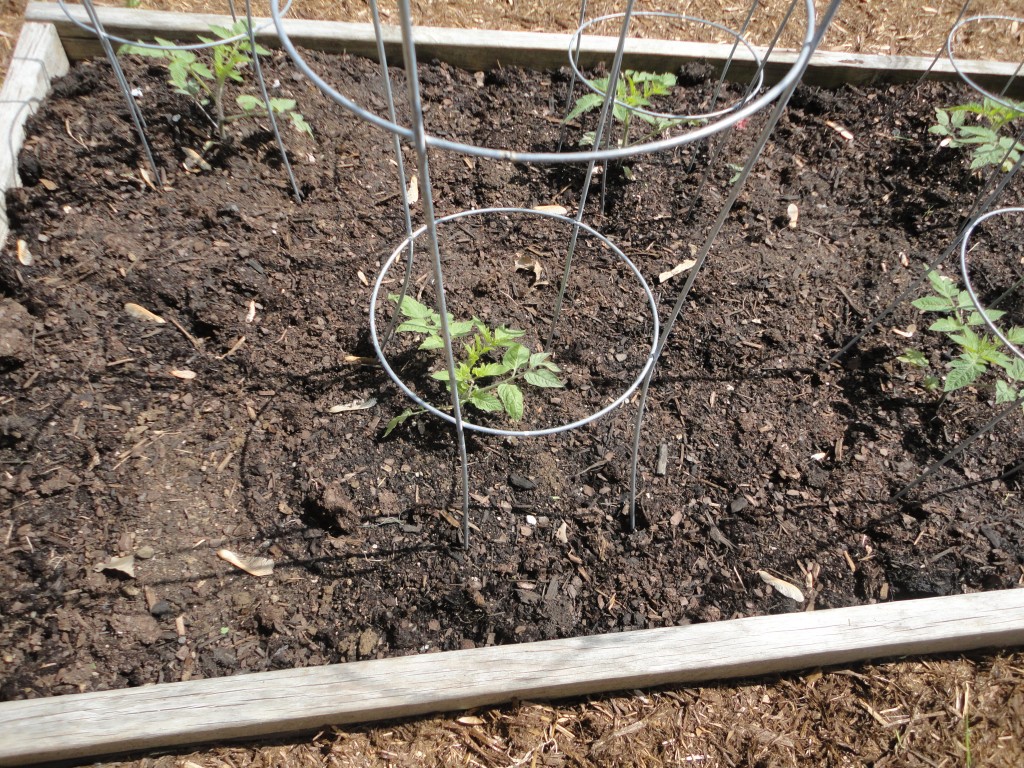 Roma Tomatoes