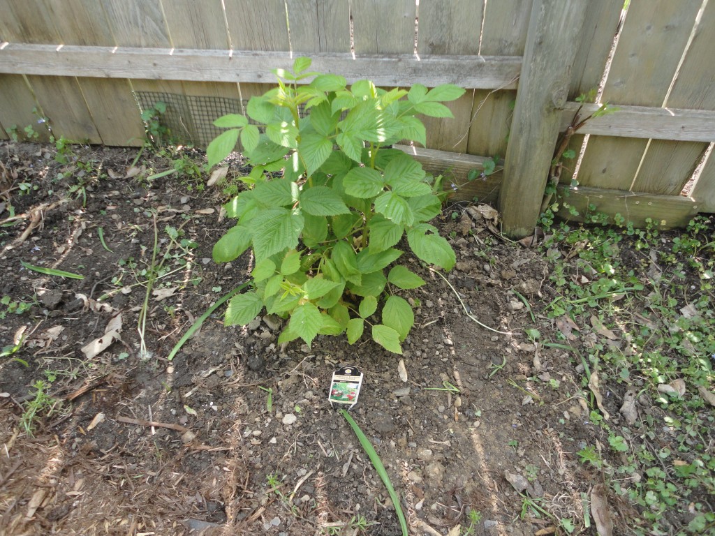 New raspberry bush